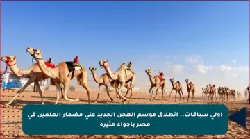 أولى سباقات.. انطلاق موسم الهجن الجديد على مضمار العلمين في مصر بأجواء مثيرة